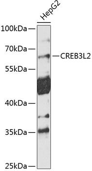 Anti-CREB3L2 Antibody (CAB10554)