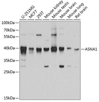 Anti-ASNA1 Antibody (CAB3746)