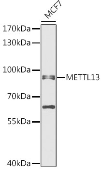 Anti-METTL13 Antibody (CAB12582)