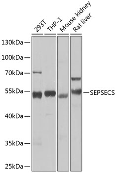 Anti-SEPSECS Antibody (CAB7103)