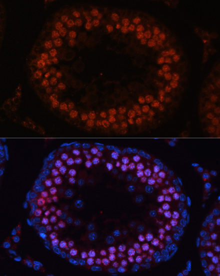 Anti-MSH4 Antibody (CAB14027)