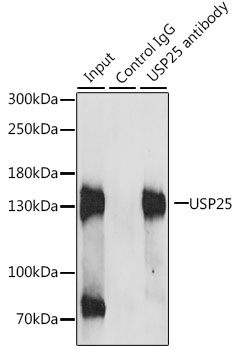 Anti-USP25 Polyclonal Antibody (CAB7975)