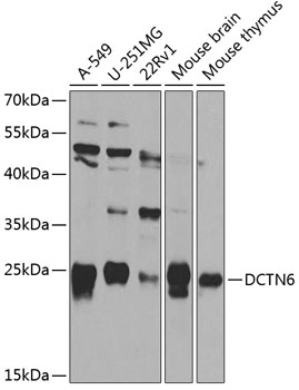 Anti-Dynactin subunit 6 Polyclonal Antibody (CAB8316)