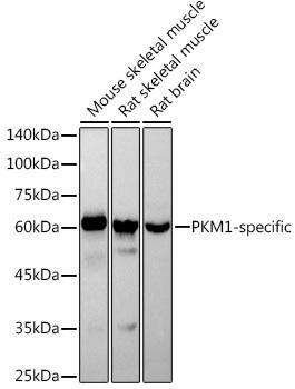 Western blot analysis of extracts of various cell lines, using PKM1-specific antibody at 1:1000 dilution. Secondary antibody: HRP Goat Anti-Rabbit IgG (H+L) at 1:10000 dilution. Lysates/proteins: 25ug per lane. Blocking buffer: 3% nonfat dry milk in TBST. Detection: ECL Basic Kit. Exposure time: 1s.