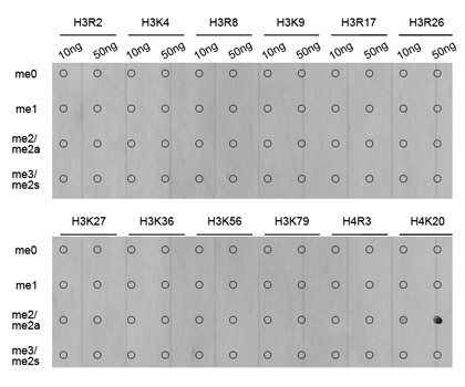 Anti-DiMethyl-Histone H4-K20 Antibody (CAB2371)