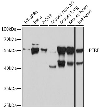 Anti-PTRF Antibody (CAB18331)