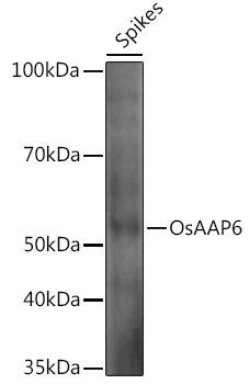 Western blot analysis of extracts of various tissues from the japonica rice (Oryza sativa L. ) variety Zhonghua 11, using OsAAP6 antibody at 1:1000 dilution. Secondary antibody: HRP Goat Anti-Rabbit IgG (H+L) at 1:10000 dilution. Lysates/proteins: 25ug per lane. Blocking buffer: 3% nonfat dry milk in TBST. Detection: ECL Enhanced Kit. Exposure time: 30s.