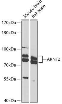 Anti-ARNT2 Polyclonal Antibody (CAB8060)