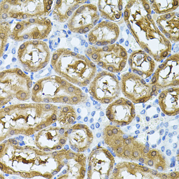 Anti-MARVELD2 Polyclonal Antibody (CAB8909)