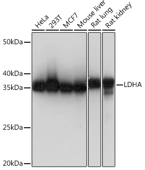 Anti-LDHA Antibody