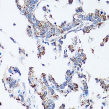 Anti-SRC Antibody (CAB11707)