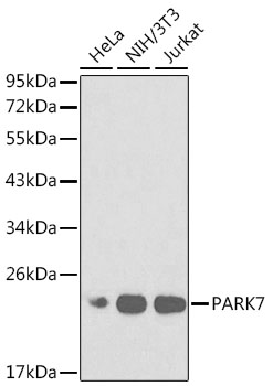 Anti-PARK7 Antibody [KO Validated] (CAB0987)