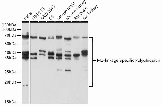 Anti-M1-linkage Specific Polyubiquitin Antibody (CAB18200)