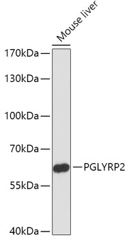 Anti-PGLYRP2 Antibody (CAB17814)