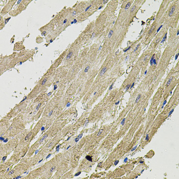 Anti-SMN2 Antibody (CAB12508)