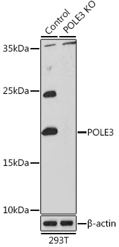 Anti-POLE3 Antibody [KO Validated] (CAB6469)