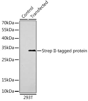 Anti-Mouse anti Strep II-Tag Monoclonal Antibody