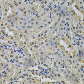 Anti-NRF1 Antibody (CAB14190)