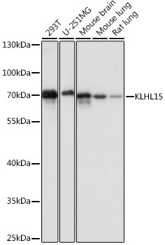 Anti-KLHL15 Antibody (CAB16574)