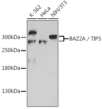 Anti-BAZ2A / TIP5 Antibody (CAB17629)