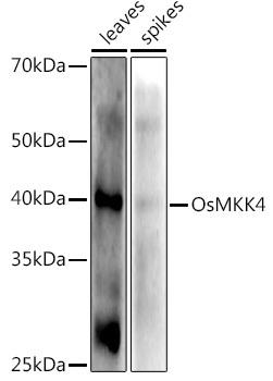 Western blot analysis of extracts of various tissues from the japonica rice (Oryza sativa L. ) variety Zhonghua 11, using OsMKK4 antibody at 1:1000 dilution. Secondary antibody: HRP Goat Anti-Rabbit IgG (H+L) at 1:10000 dilution. Lysates/proteins: 25ug per lane. Blocking buffer: 3% nonfat dry milk in TBST. Detection: ECL Enhanced Kit. Exposure time: 30s.