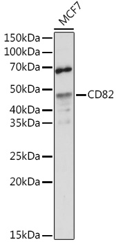 Anti-CD82 Antibody (CAB1778)
