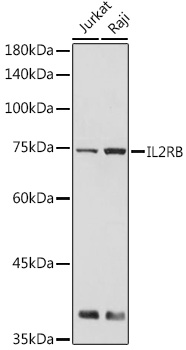 Anti-IL-2RB Antibody (CAB6207)