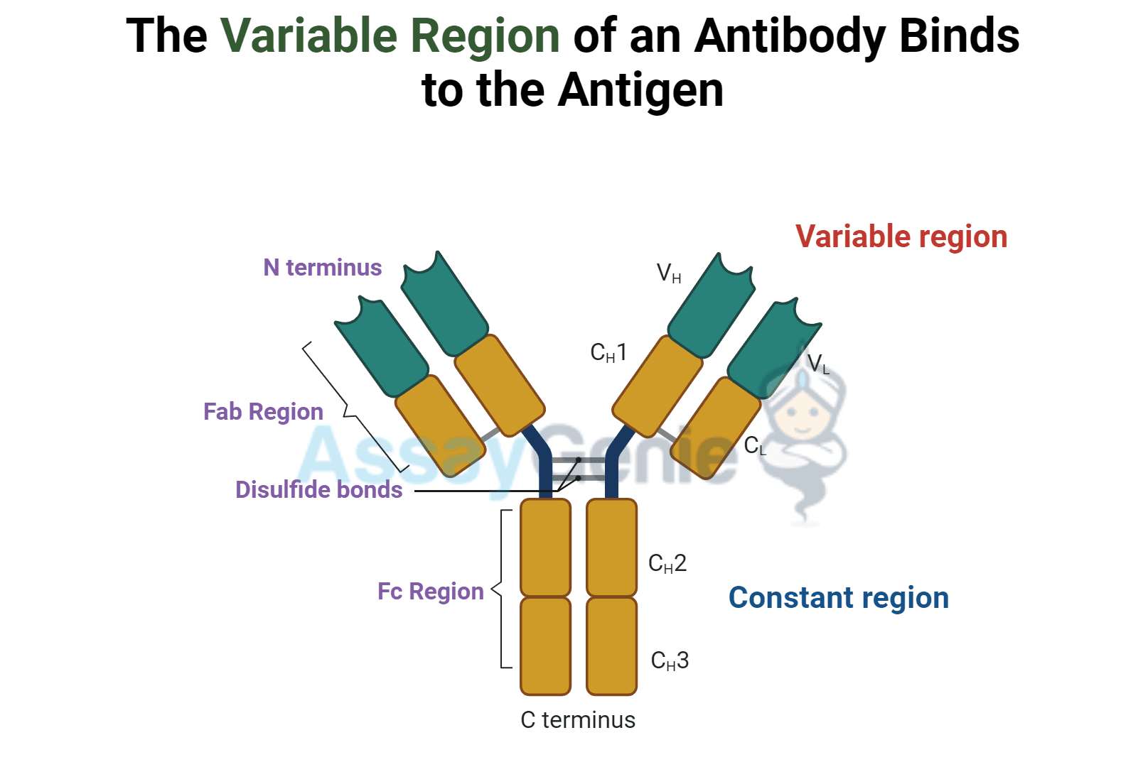 Unraveling the Complexities of Antibodies Light Chains, Heavy Chains