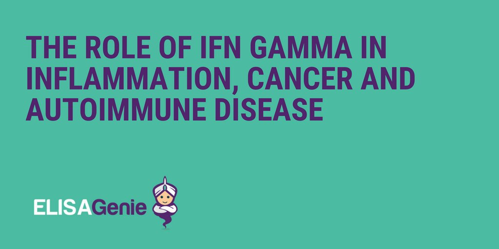 The Role Of Ifn Gamma In Inflammation Cancer And Autoimmune Disease