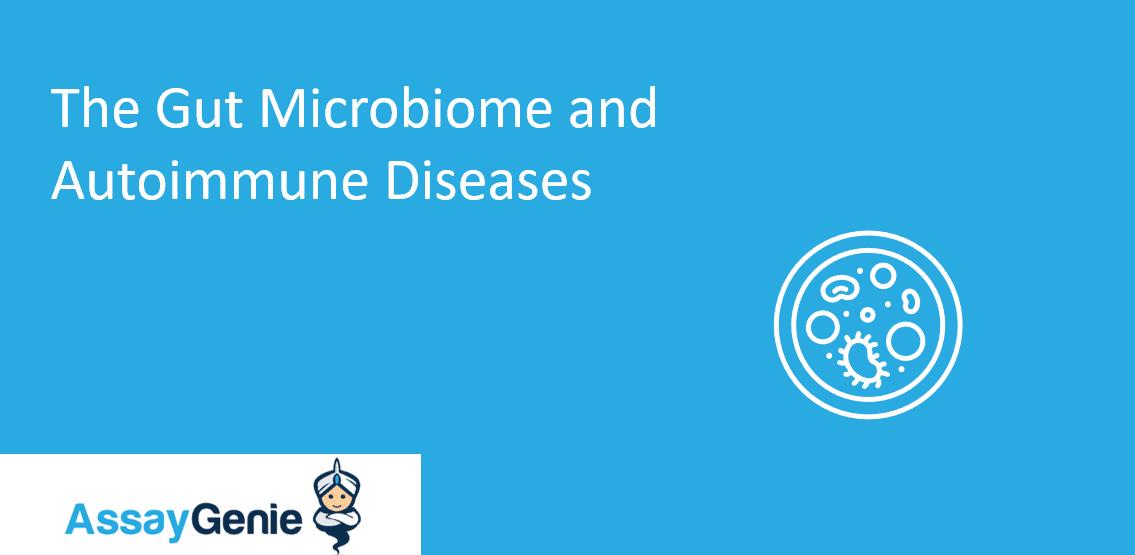 The Gut Microbiome and Autoimmune Diseases: How Gut Bacteria Influence ...