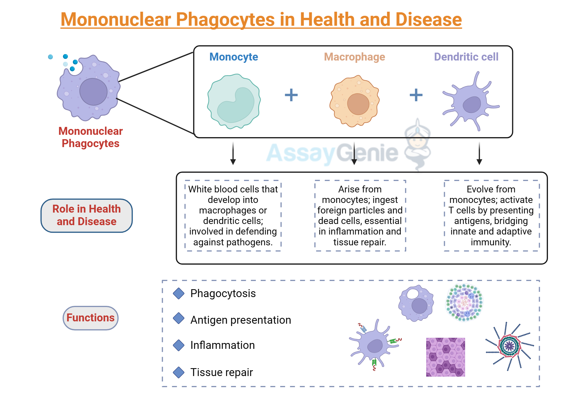 Mononuclear Phagocytes In Health And Disease Assay Genie 0152