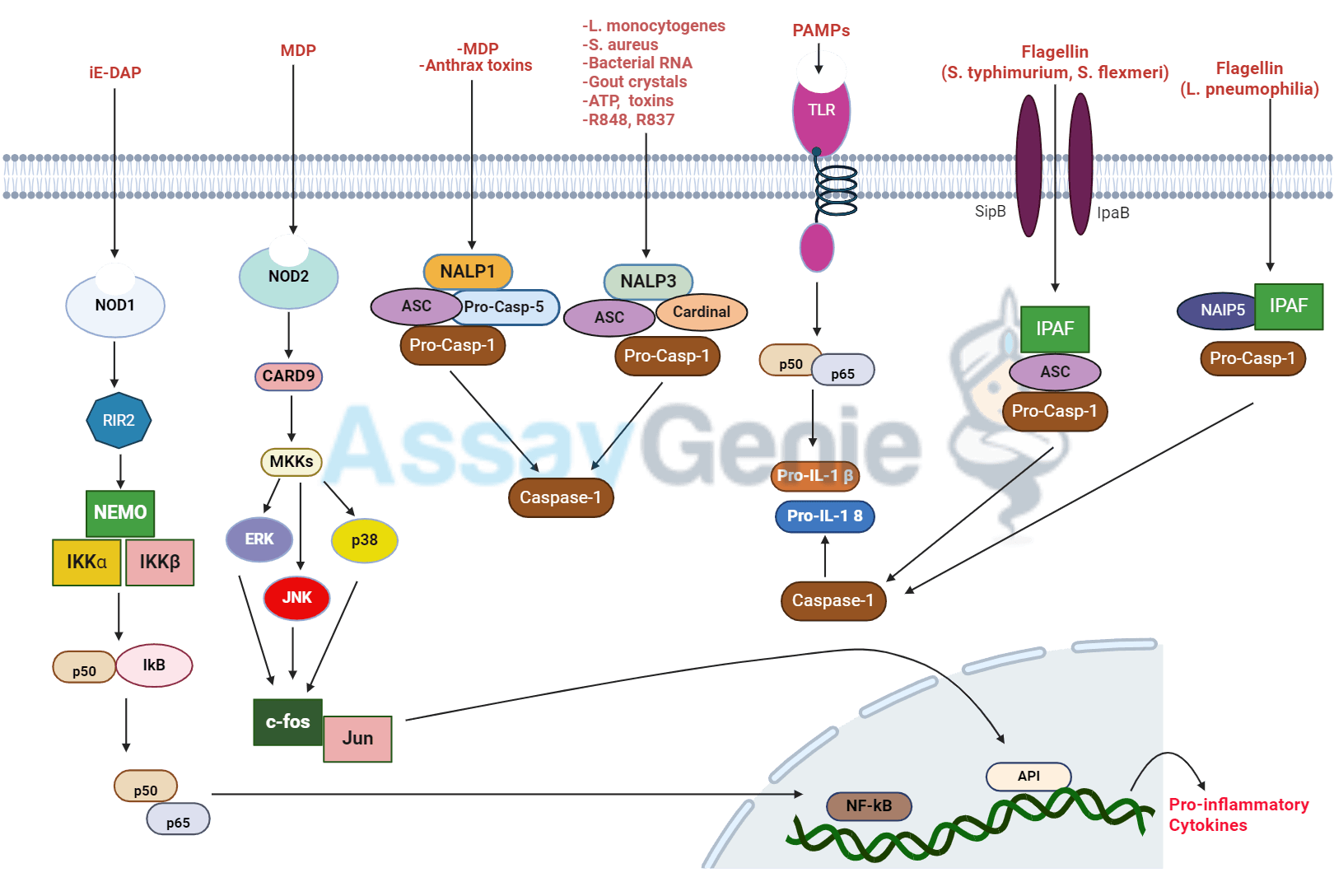 NodLike Receptor Signaling Pathway A Keystone in Innate Immunity