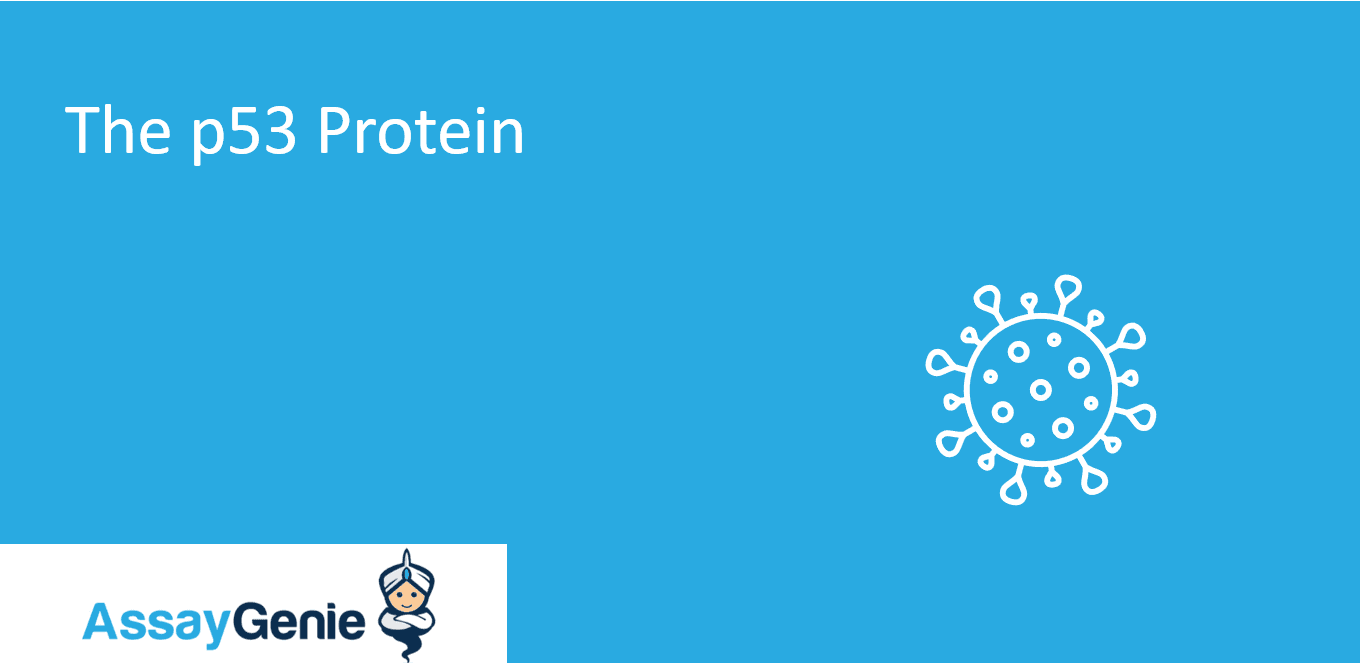 The p53 Protein Tumor Suppressor Protein Assay Genie