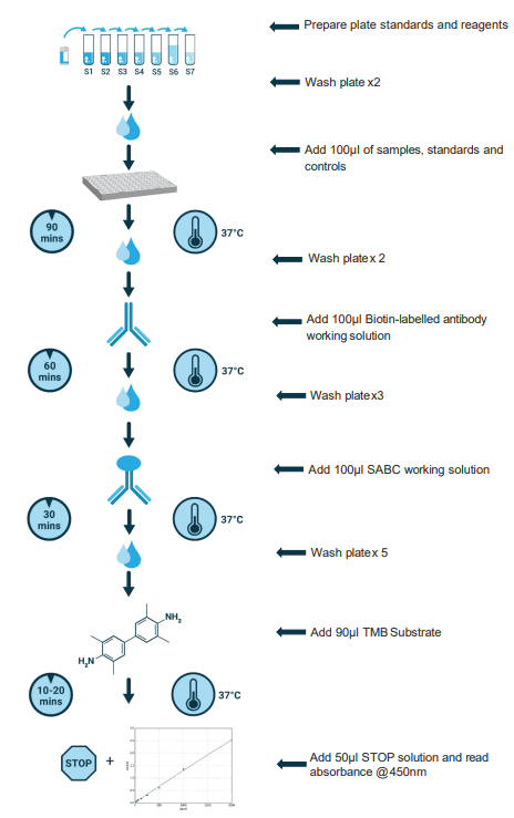 Sandwich ELISA Protocol