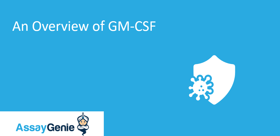 An Overview of the glycoprotein GMCSF Assay Genie