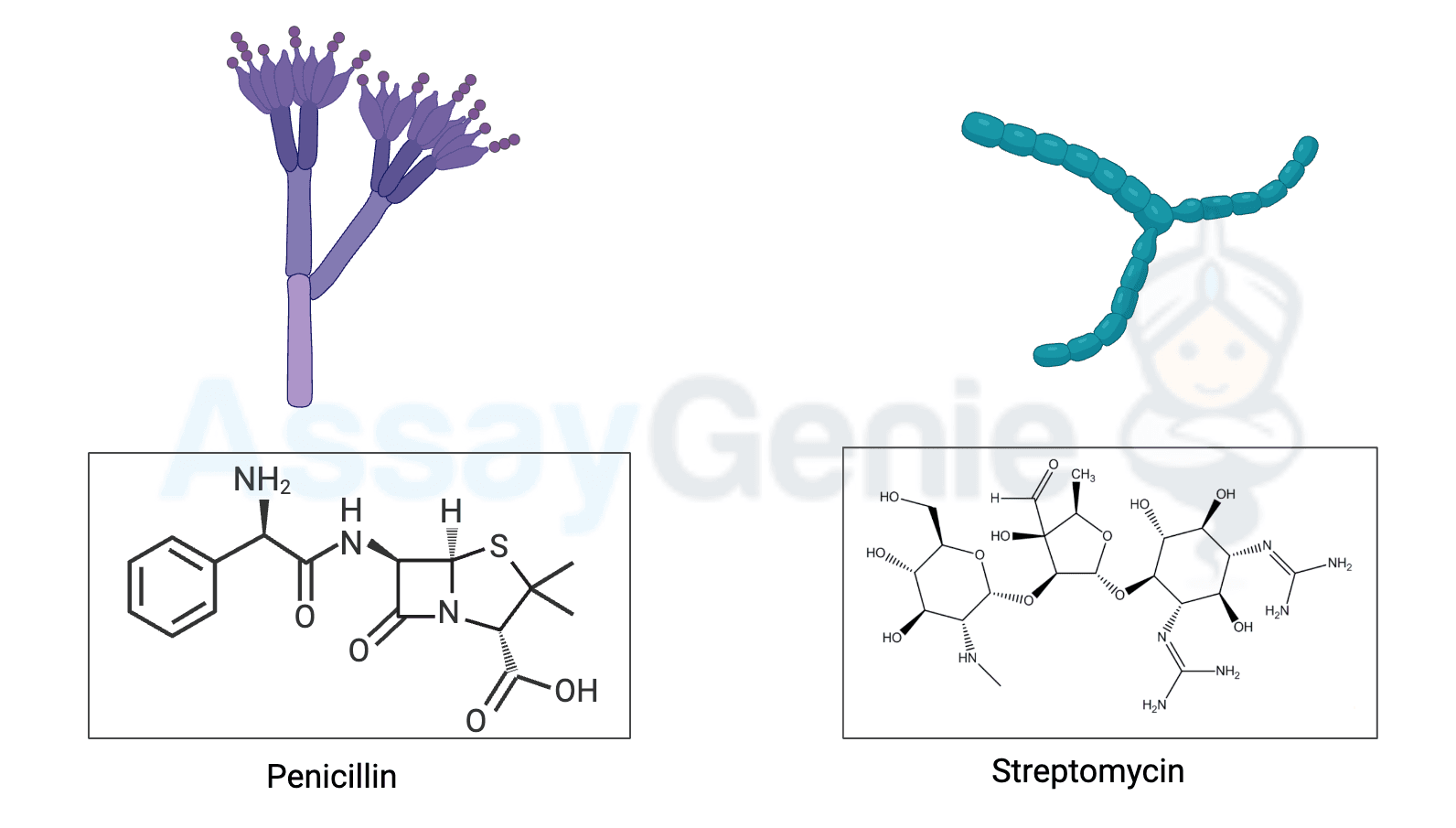 The Battle of Antibiotics: Penicillin vs. Streptomycin - Assay Genie
