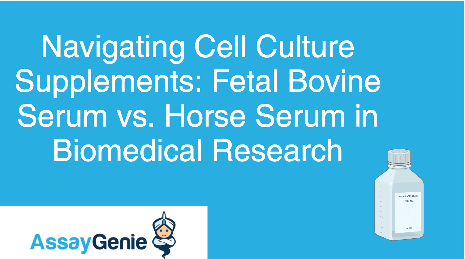 Navigating Cell Culture Supplements Fetal Bovine Serum vs. Horse Serum in Biomedical Research