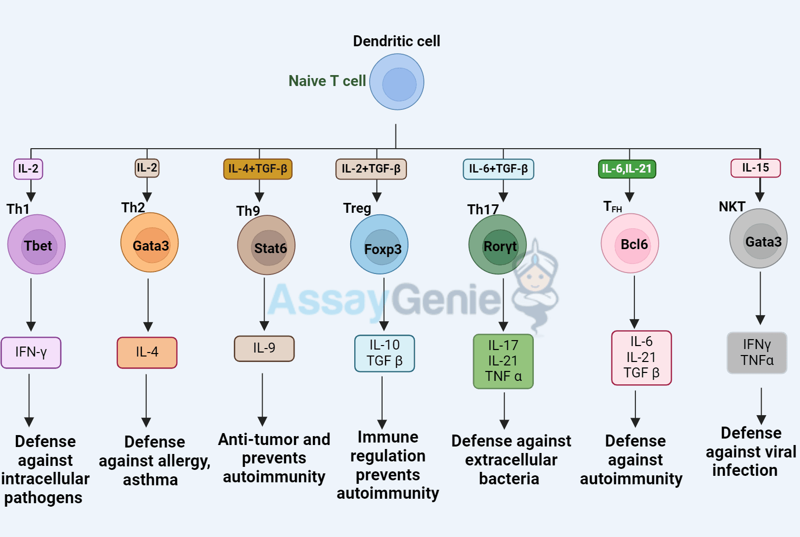 The Rat Effectively Models Signature Cytokines of T Helper Cells ...