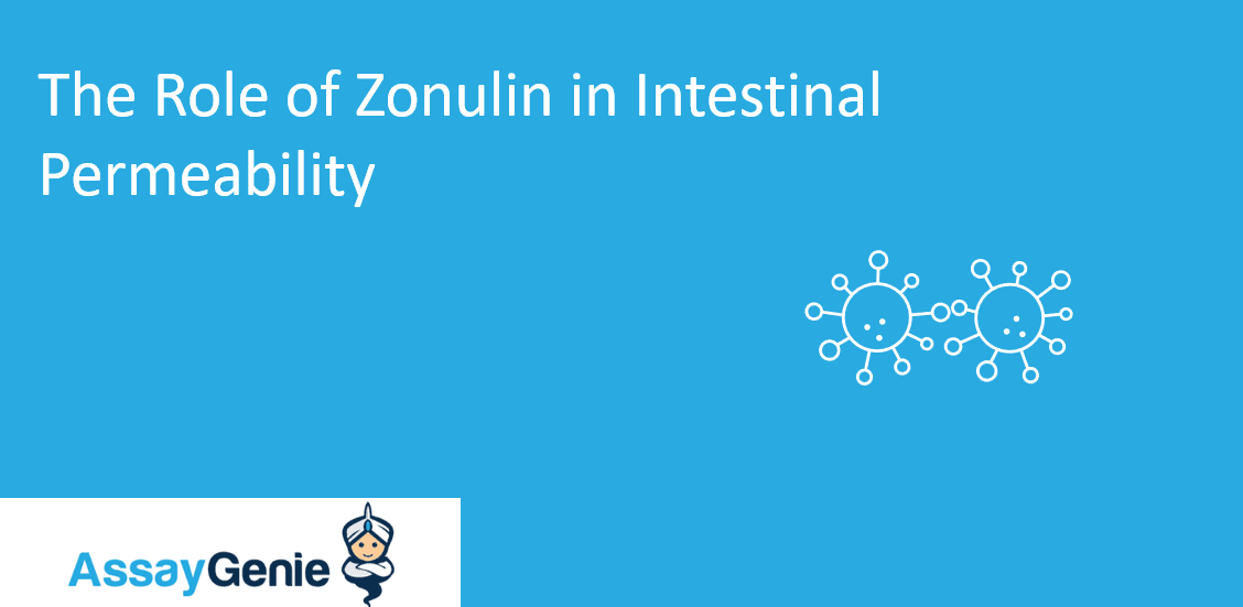 The Role of Zonulin In Intestinal Permeability Assay Genie