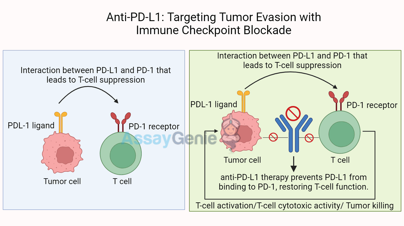 Anti-PD-L1: Targeting Tumor Evasion with Immune Checkpoint Blockade ...