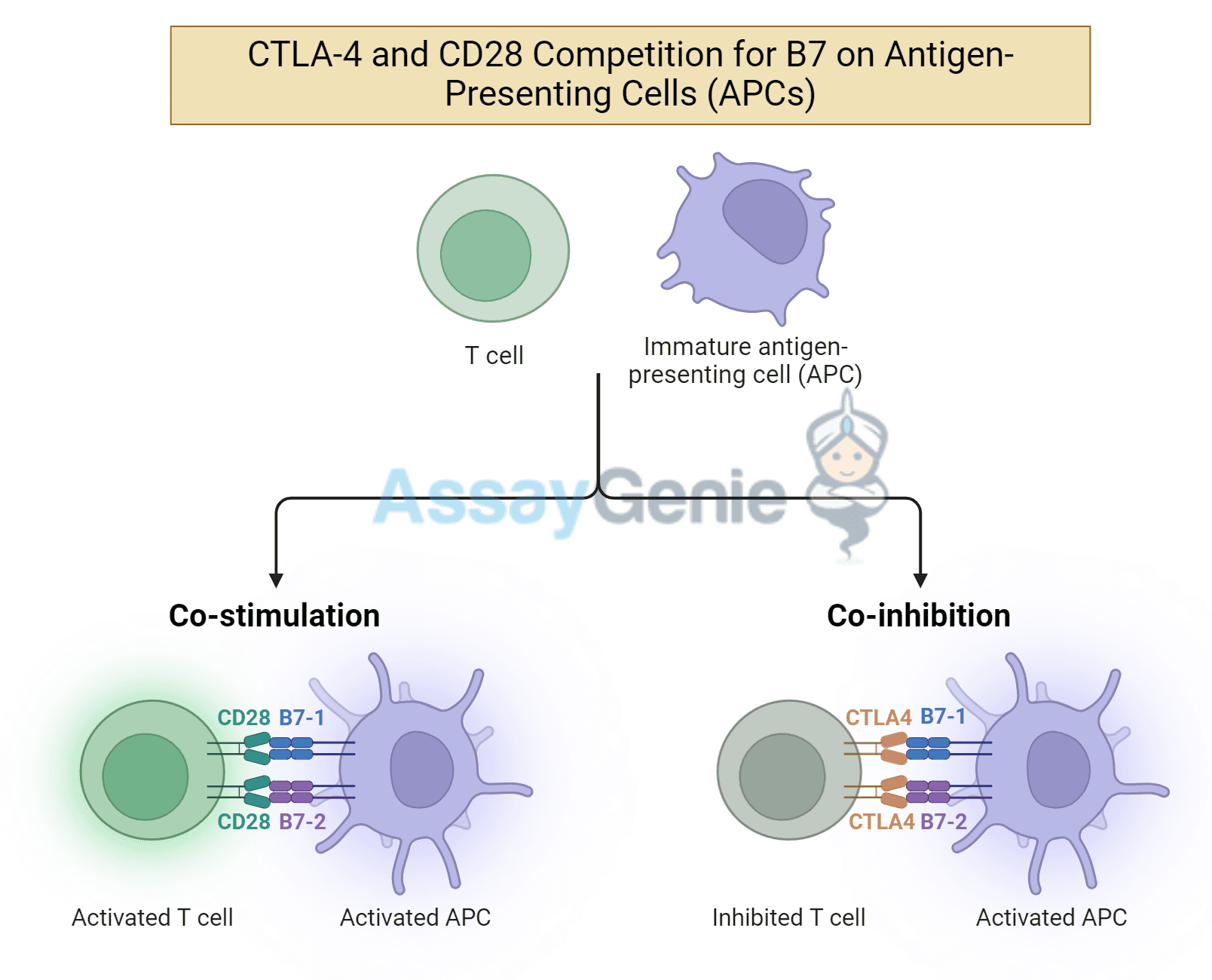Anti-CTLA-4: Unleashing the Power of T Cells in Combination ...