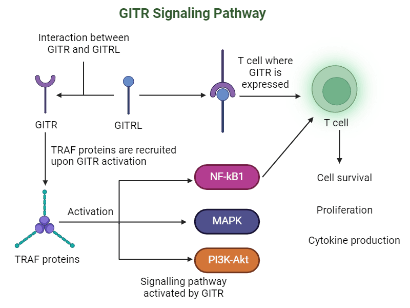 GITR: Boosting T Cell Activation for Enhanced Cancer Immunotherapy ...