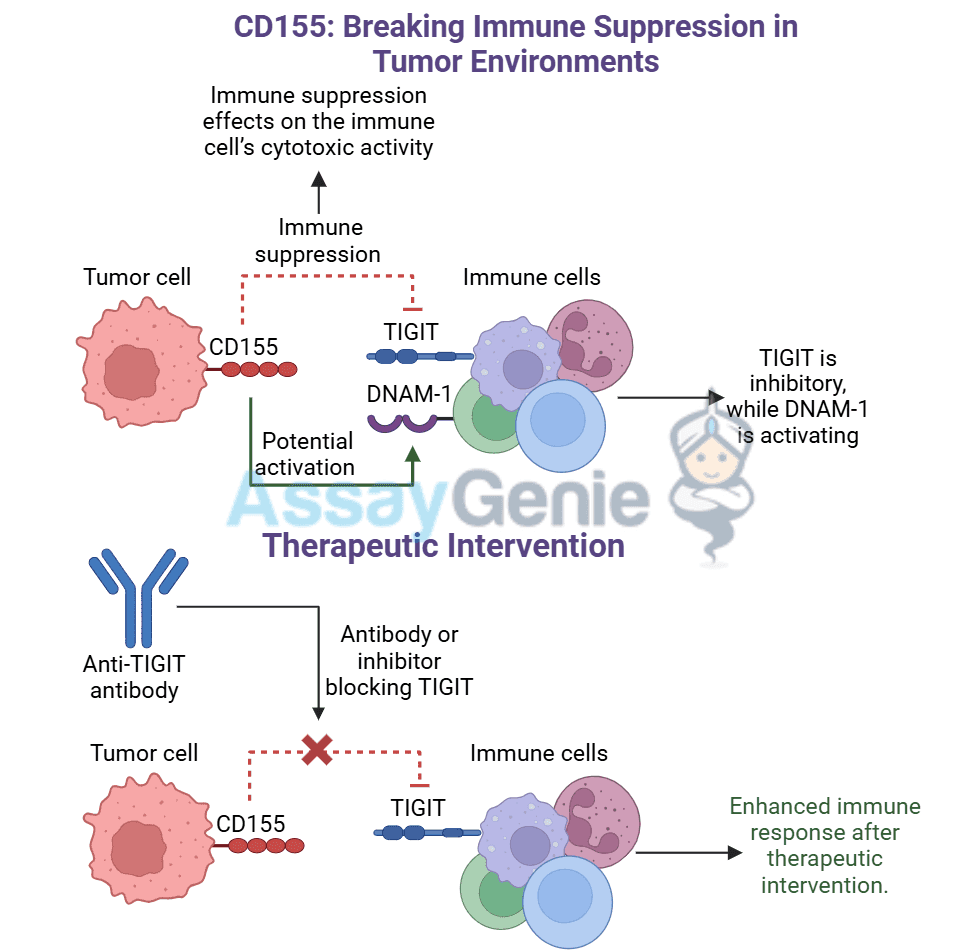 CD155: Breaking Immune Suppression in Tumor Environments - Assay Genie
