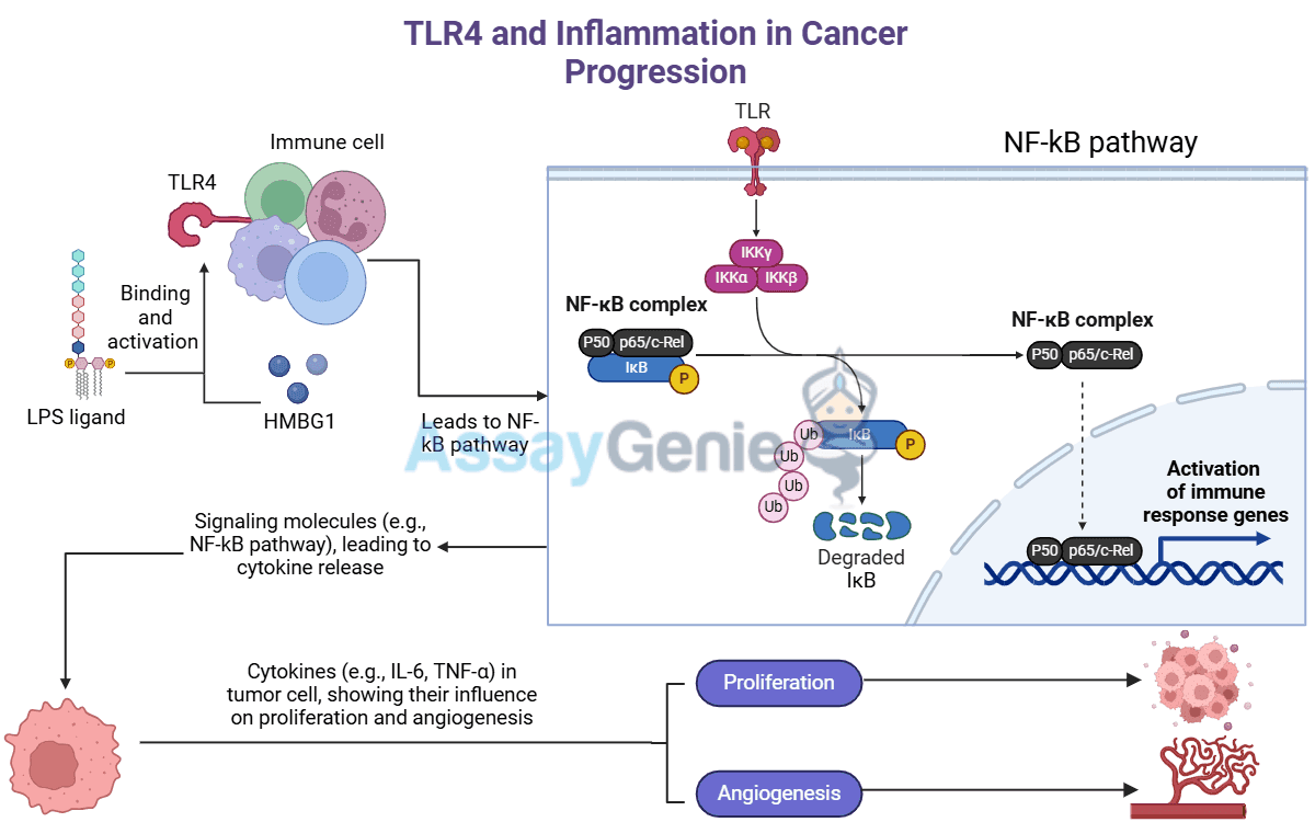 TLR4: Unraveling the Role of Inflammation in Cancer Progression - Assay ...