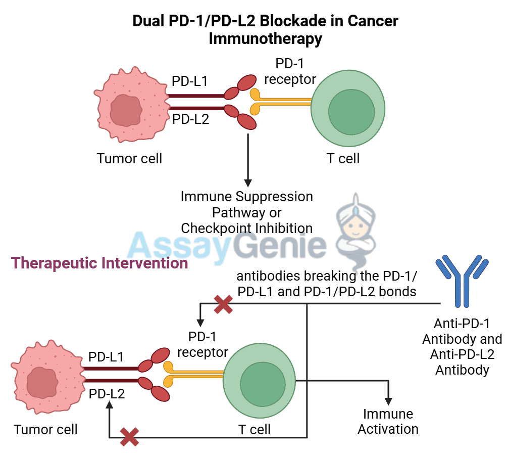 Dual PD-1/PD-L2 Blockade: Expanding the Horizons of Cancer
