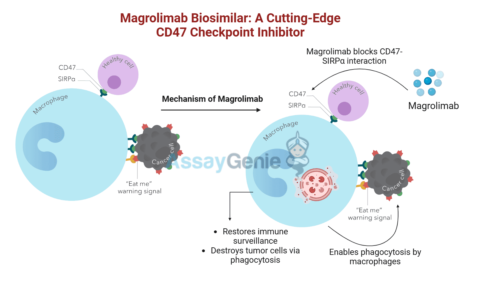 Magrolimab: Unveiling the Role of Anti-CD47 in Cancer