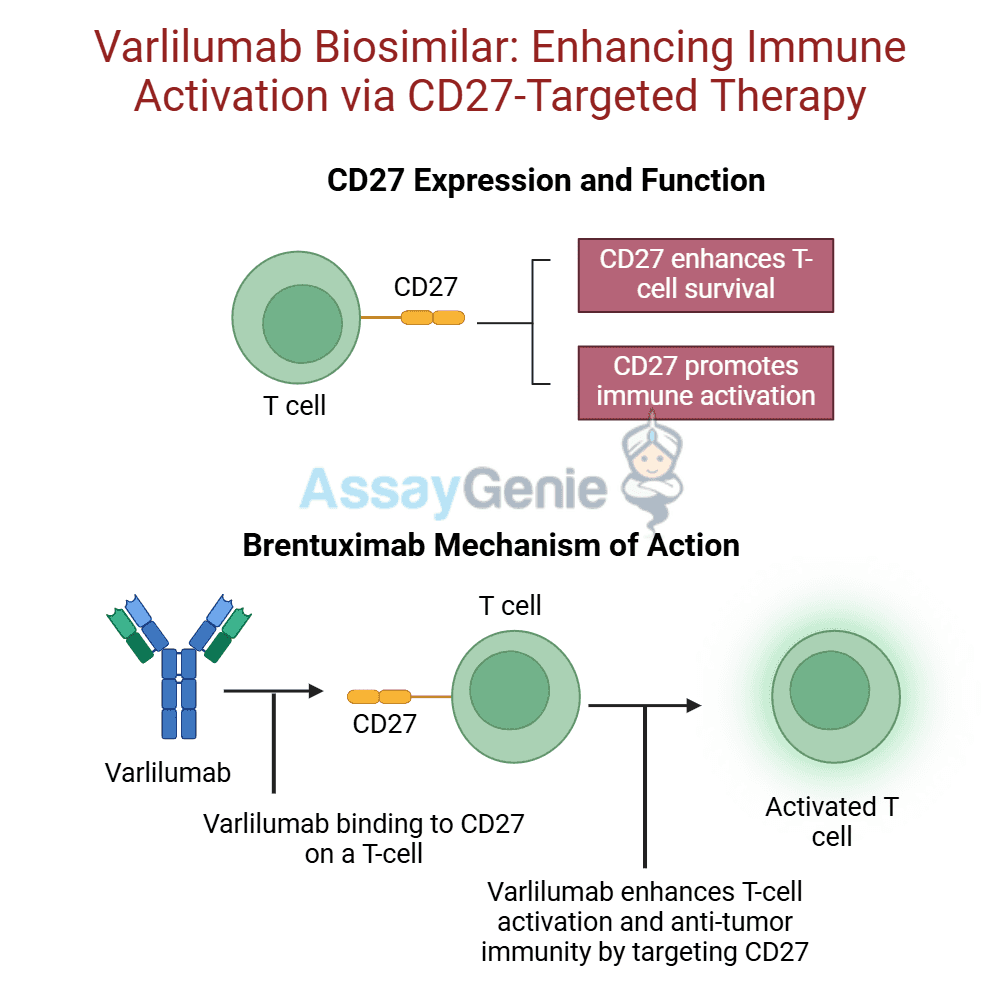 Varlilumab: Unlocking CD27’s Potential in Cancer Research - Assay Genie
