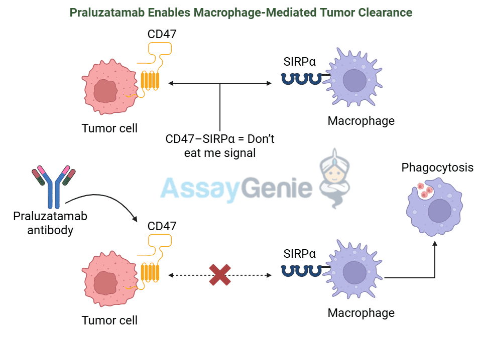 Praluzatamab: Unveiling the Promise of CD47-Targeted Therapy in