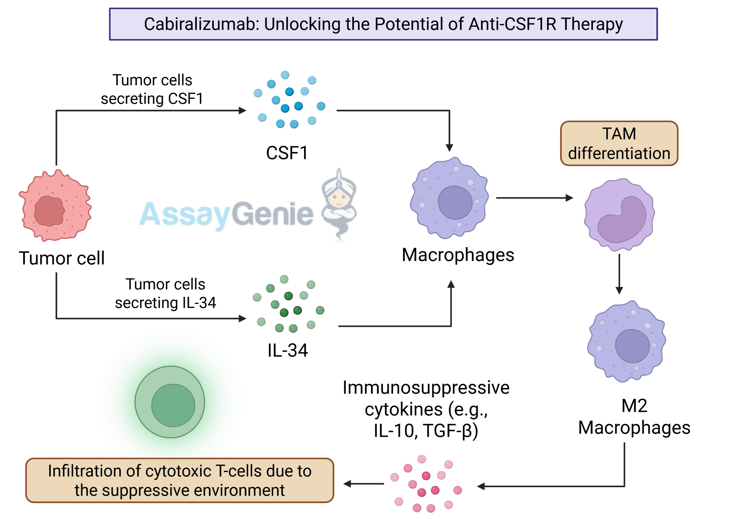 Cabiralizumab: Unlocking the Potential of Anti-CSF1R Therapy - Assay Genie