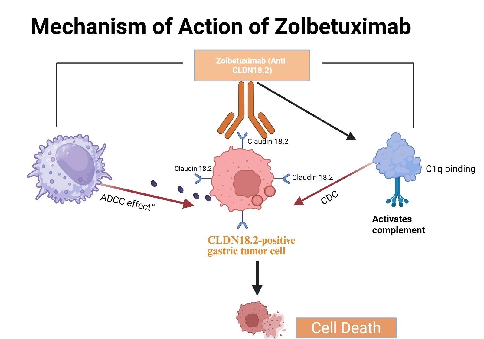Zolbetuximab: A Breakthrough in Targeting Claudin 18.2 for Cancer
